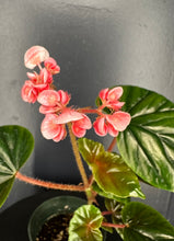 Load image into Gallery viewer, Begonia thurstonii - 4inch pot