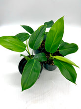 Load image into Gallery viewer, Philodendron erubescens ‘Green Emerald’