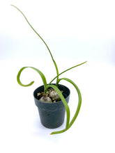 Load image into Gallery viewer, Albuca bracteata