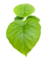Load image into Gallery viewer, Ficus umbellata
