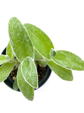 Load image into Gallery viewer, Tradescantia sillamontana