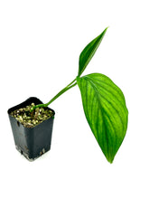 Load image into Gallery viewer, Monstera acacoyaguensis