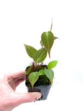 Load image into Gallery viewer, Philodendron micans