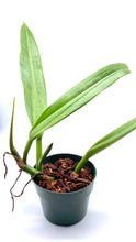 Load image into Gallery viewer, Philodendron Crassula 4”