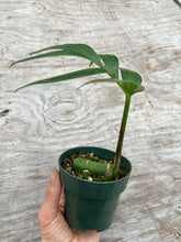 Load image into Gallery viewer, Rhaphidophora decursiva (Non TC)