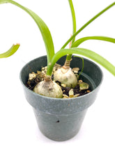 Load image into Gallery viewer, Albuca bracteata