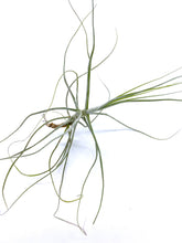 Load image into Gallery viewer, Tillandsia schiedeana minor - Medium