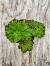 Load image into Gallery viewer, Begonia Rex ‘River Nile’