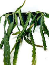 Load image into Gallery viewer, Lepismium cruciforme 4” pot