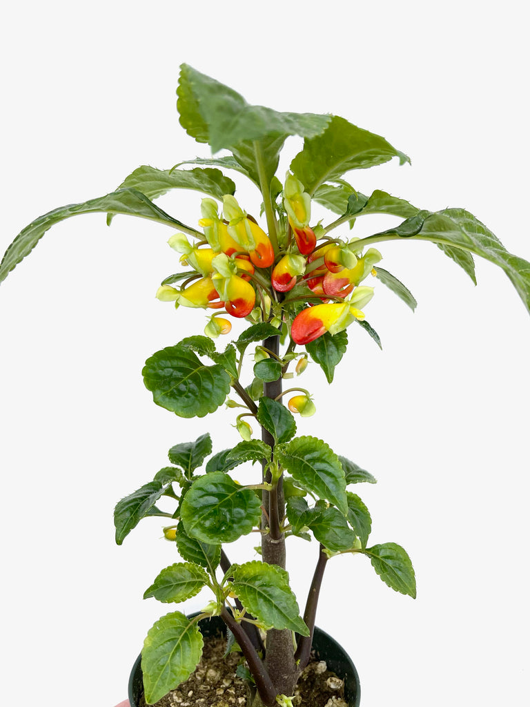 Unusual Tropicals