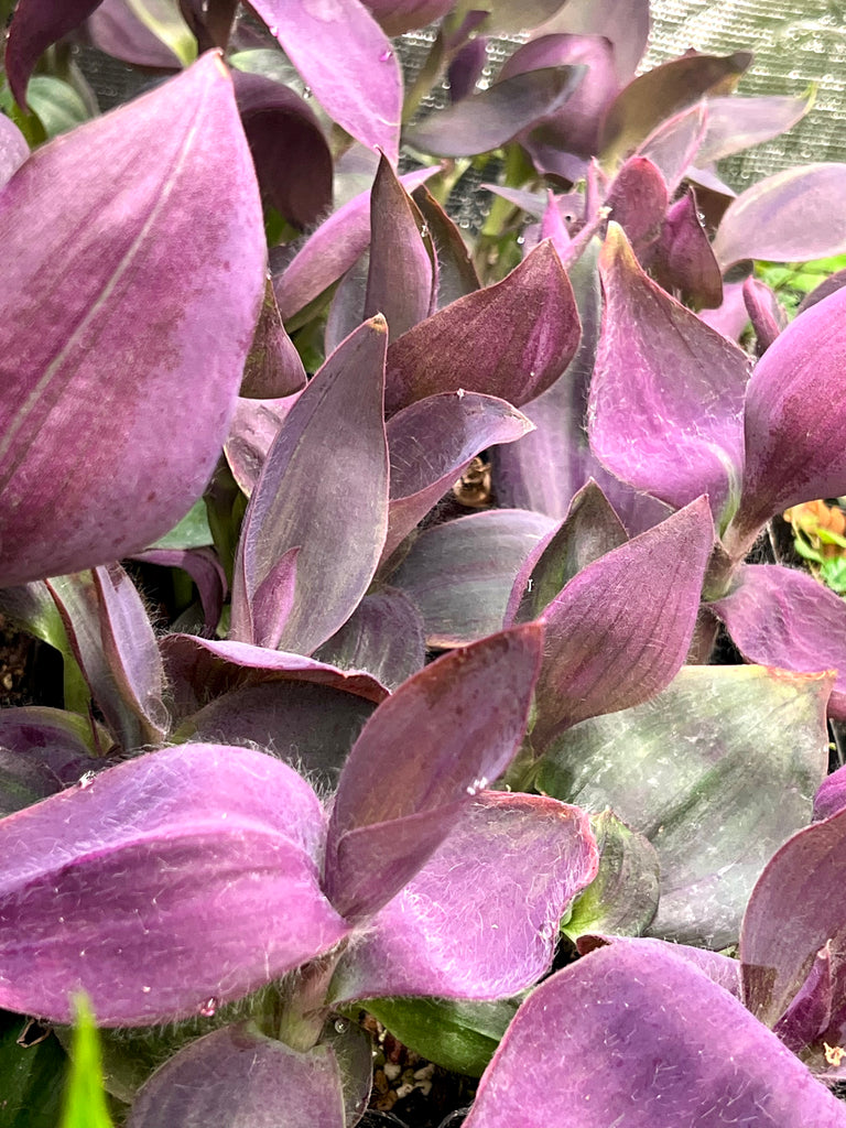 Tradescantia