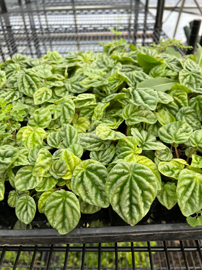 Peperomia