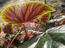 Load image into Gallery viewer, Begonia thurstonii - 4inch pot
