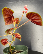 Load image into Gallery viewer, Begonia thurstonii - 4inch pot
