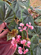 Load image into Gallery viewer, Begonia thurstonii - 4inch pot
