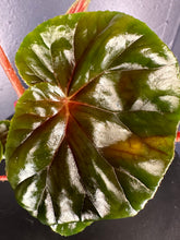 Load image into Gallery viewer, Begonia thurstonii - 4inch pot
