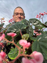 Load image into Gallery viewer, Begonia thurstonii - 4inch pot
