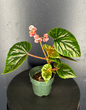 Load image into Gallery viewer, Begonia thurstonii - 4inch pot
