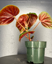 Load image into Gallery viewer, Begonia thurstonii - 4inch pot
