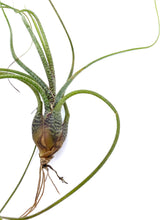 Load image into Gallery viewer, Tillandsia butzii - Medium
