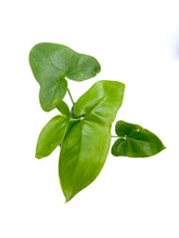 Load image into Gallery viewer, Thaumatophyllum bipinnatifidum
