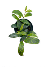 Load image into Gallery viewer, Aeschynanthus longicaulis 'Black Pagoda’
