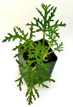 Load image into Gallery viewer, Pelargonium “Dr Livingston” Skeleton Rose Scented Geranium
