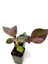 Load image into Gallery viewer, Tradescantia pallida “Kartuz Giant” 2 inch
