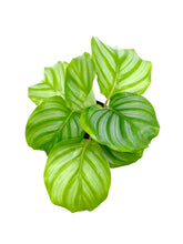 Load image into Gallery viewer, Calathea orbifolia

