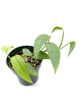 Load image into Gallery viewer, Epipremnum pinnatum Cebu Blue
