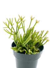Load image into Gallery viewer, Rhipsalis teres f. prismatica 4”
