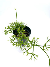 Load image into Gallery viewer, Rhipsalis prismatica
