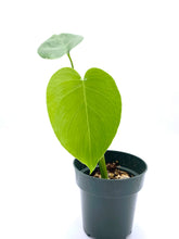 Load image into Gallery viewer, Monstera deliciosa - 4 inch
