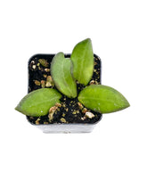 Load image into Gallery viewer, Hoya sp. aff. burtoniae
