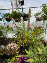 Load image into Gallery viewer, Begonia fuchsioides
