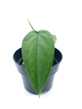 Load image into Gallery viewer, Syngonium chiapense
