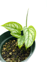 Load image into Gallery viewer, Monstera siltepecana “El Salvador”
