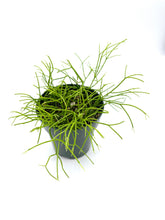 Load image into Gallery viewer, Rhipsalis cribrata
