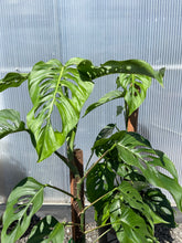 Load image into Gallery viewer, Monstera lechleriana
