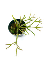 Load image into Gallery viewer, Rhipsalis pilocarpa 4”

