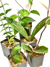 Load image into Gallery viewer, Hoya growers bundle 2 inch
