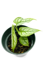 Load image into Gallery viewer, Monstera siltepecana “El Salvador”
