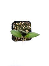 Load image into Gallery viewer, Hoya sp. aff. burtoniae
