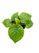 Load image into Gallery viewer, Ficus umbellata
