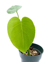 Load image into Gallery viewer, Monstera deliciosa - 4 inch
