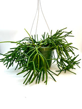 Load image into Gallery viewer, Rhipsalis baccifera - 6 inch hanging basket
