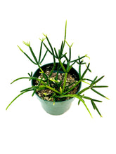 Load image into Gallery viewer, Rhipsalis baccifera
