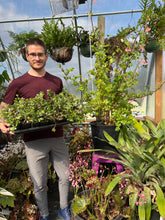 Load image into Gallery viewer, Begonia fuchsioides
