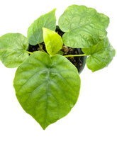 Load image into Gallery viewer, Ficus umbellata
