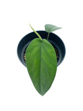Load image into Gallery viewer, Syngonium chiapense
